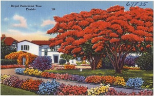 Royal Poinciana tree, Florida