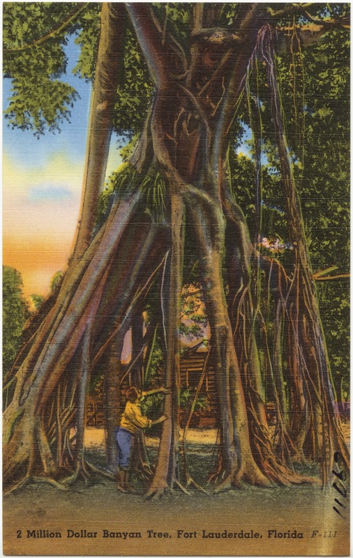 2 Million Dollar Banyan Tree, Fort Lauderdale, Florida