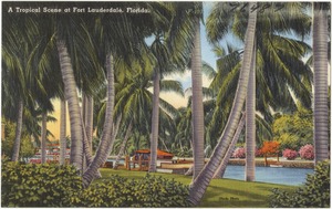 A tropical scene at Fort Lauderdale, Florida