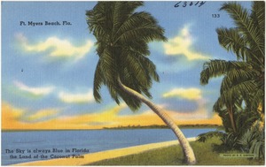 Ft. Myers Beach, Fla. The Sky is always blue in Florida, the land of the coconut palm.