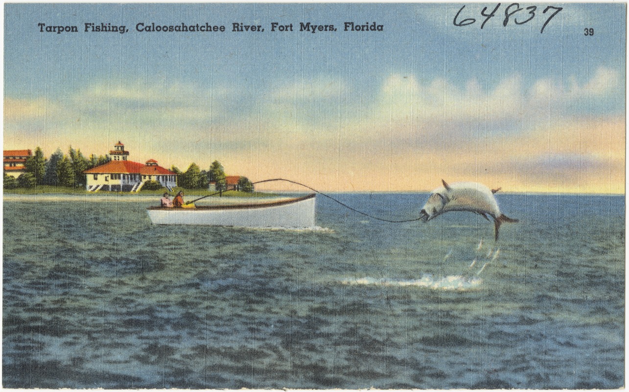 Tarpon fishing, Caloosachatchee River, Fort Myers, Florida