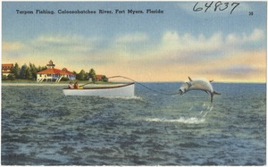 Tarpon fishing, Caloosachatchee River, Fort Myers, Florida