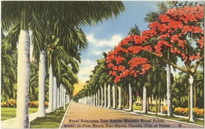 Royal Poinciana tree amidst majestic Royal Palms, Scene on First Street Fort Myers, Florida, City of Palms