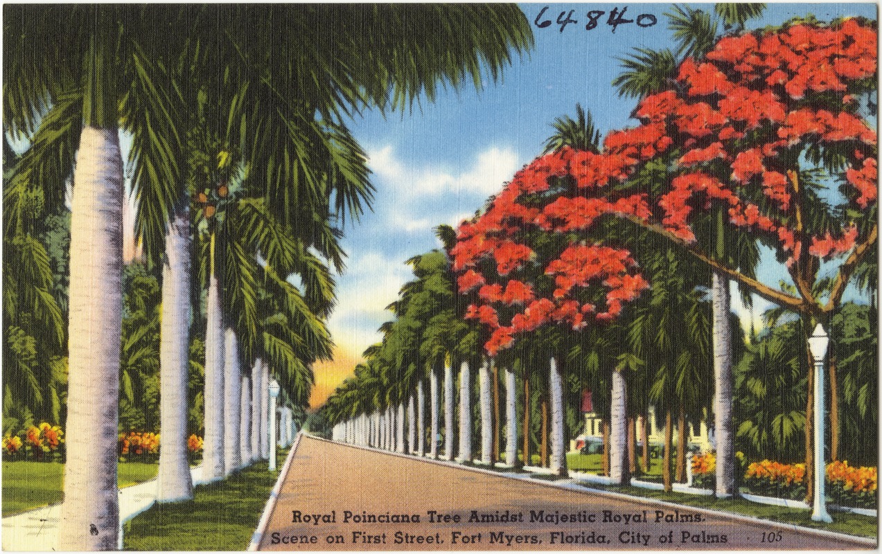Royal Poinciana tree amidst majestic Royal Palms, Scene on First Street Fort Myers, Florida, City of Palms