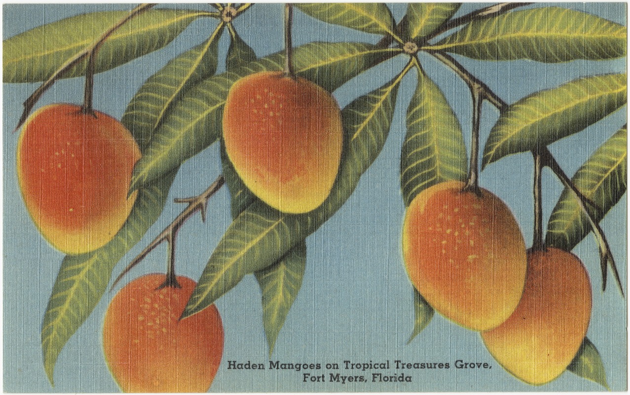 Haden mangoes on tropical treasures grove, Fort Myers, Florida