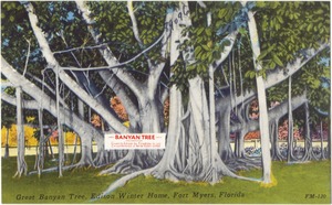 Great Banyan Tree, Edison Winter Home, Fort Myers, Florida