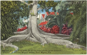 Moreton Bay fig tree with the Henry Ford Home in the distance, Thomas A. Edison winter home, Fort. Myers, Fla.