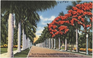 Royal Poinciana tree amidst majestic Royal Palms, Scene on First Street Fort Myers, Florida, City of Palms