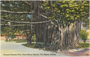 Unusual banyan tree, court house square, Fort Myers, Florida