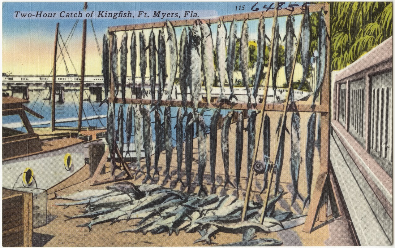 Two-hour catch of Kingfish, Ft. Myers, Fla.