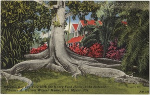 Moreton Bay fig tree with the Henry Ford Home in the distance, Thomas A. Edison winter home, Fort. Myers, Fla.