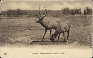 Deer Park, Tenney Estate, Methuen, Mass.