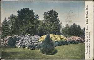Rhododendron beds on C. H. Tenney Estate, Methuen, Mass.