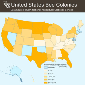 United States bee colonies