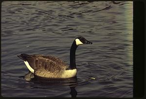 Canadian geese protected area of Charles River branch
