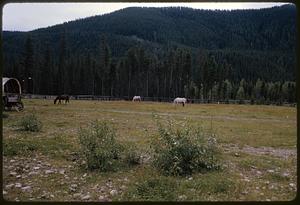 Horses grazing at foot of tree-covered hills, British Columbia