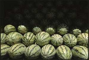 Rows of watermelons