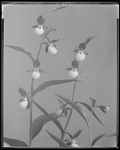 Cypripedium californicum