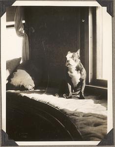 A Boston terrier sits on a window seat