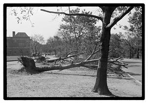 Uprooted trees