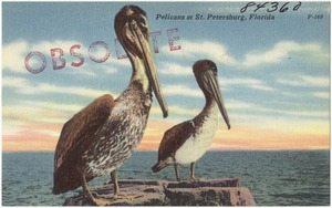 Pelicans at St. Petersburg, Florida