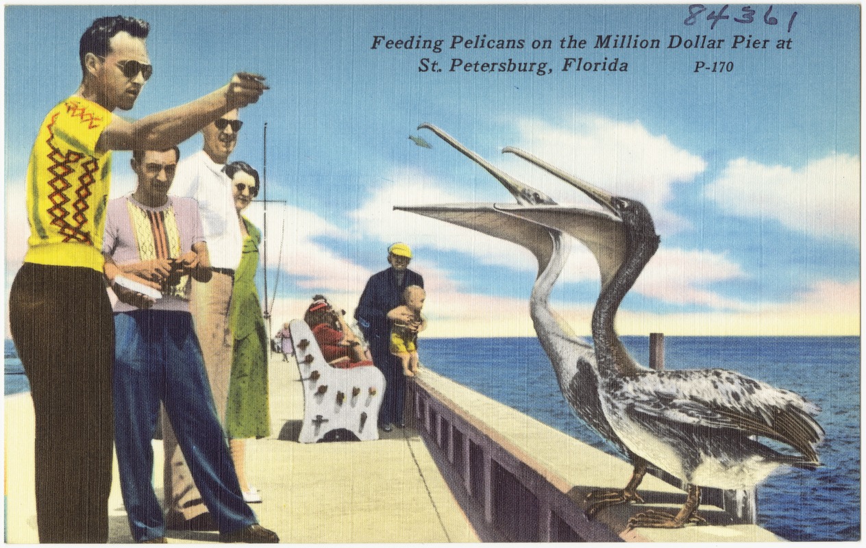 Feeding pelicans on the Million Dollar Pier at St. Petersburg, Florida