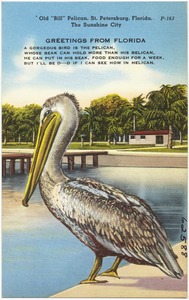 Old "Bill" Pelican, St. Petersburg, Florida, the sunshine city