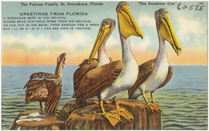 The Pelican family, St. Petersburg, Florida, "the sunshine city"