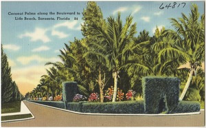 Coconut palms along the boulevard to the Lido beach, Sarasota, Florida