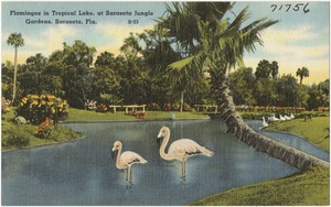 Flamingos in tropical lake, at Sarasota Jungle Gardens, Sarasota, Florida