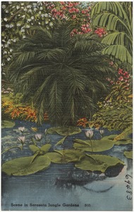 Scene in Sarasota Jungle Gardens