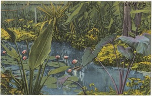Oriental lilies in Sarasota Jungle Gardens
