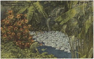 Rare water plants in Sarasota Jungle Gardens