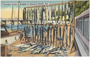 Two-hour catch of kingfish at Sarasota, Florida