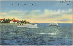 Tarpon fishing at Sarasota, Florida