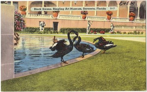 Black swans, Ringling Art Museum, Sarasota, Florida