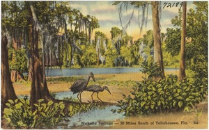 Wakulla Springs- 20 miles south of Tallahassee, Florida