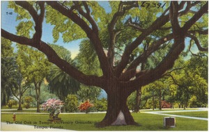 The old oak at Tampa University grounds, Tampa, Florida