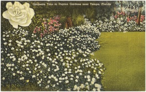 Gardenia time in Dupree Gardens near Tampa, Florida