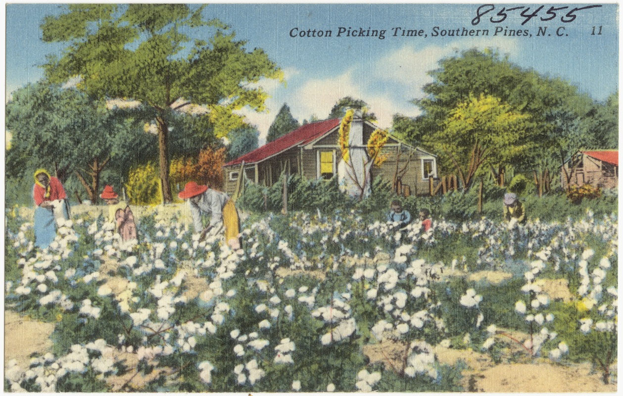 Cotton picking time, Southern Pines, N. C.