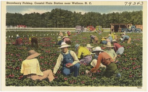 Strawberry picking, Coastal Plain Station near Wallace, N. C.