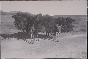 Two donkeys carrying loads