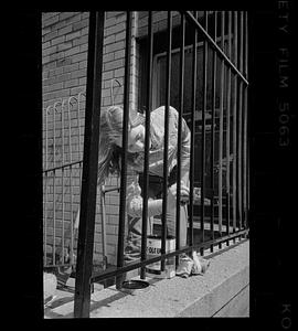 Woman paints railing in Bay Village, Boston