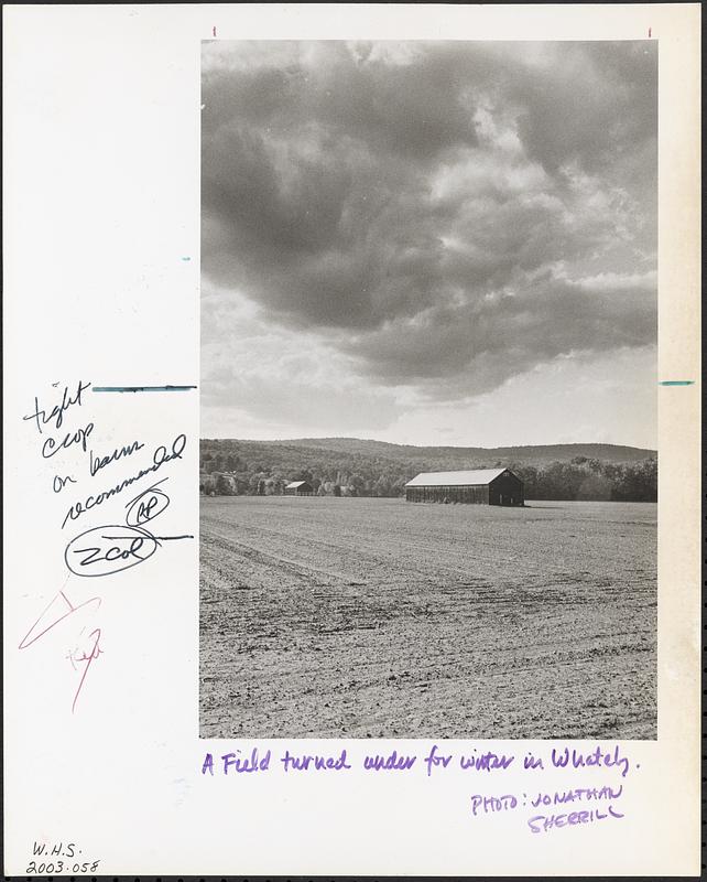 A field in Whately turned under for the winter