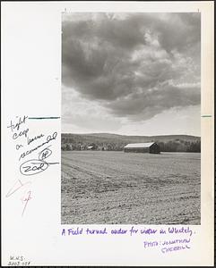 A field in Whately turned under for the winter