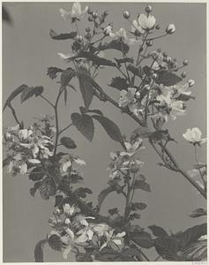 75. Rubus allegheniensis, high or high-bush blackberry