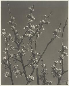 362. Prunus maritima, beach plum