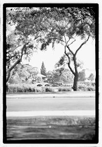 Trees across the street, bridge in background