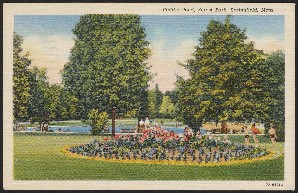 Paddle Pond Forest Park Springfield Mass 62800 Postcard Divided Back PM