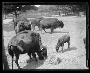 Buffalo - mothers & young - Franklin Park Zoo